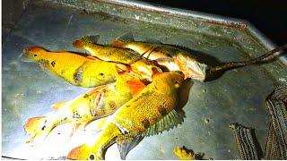 SPEARFISHING at NIGHT on the ESSEQUIBO RIVER [upl. by Dorinda]