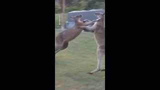 Kangaroos fight collides with family tent in New South Wales [upl. by Tyoh]