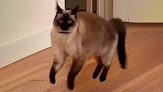 Funny Cats 2024 😹 Cat Funny Videos − Funny Cat [upl. by Potash]