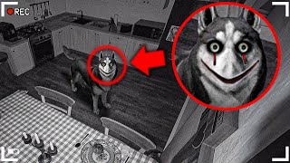 i caught smile dog on camera scary [upl. by Ahseram766]