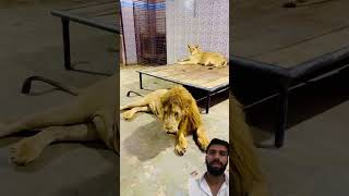 Lion 🦁 tigerlion tiger viralvideo trending [upl. by Bannister]