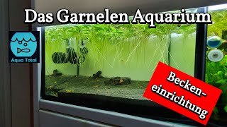 Das Garnelen Aquarium  Worauf ist zu achten  Neueinrichtung eines Aquariums für Neocaridina [upl. by Pegasus385]