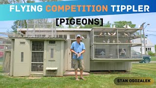 Flying Competition Tippler Pigeons  Loft Tour Stan Ogozalek [upl. by Llig]