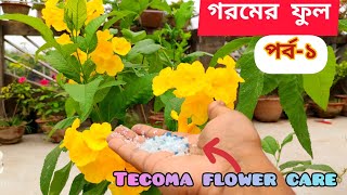 টেকোমা Tecoma  গরমের ফুল পর্ব  ১  How to care Tecoma flower plant [upl. by Timofei]