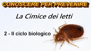 La Cimice dei letti 2  Il ciclo biologico [upl. by Solis]