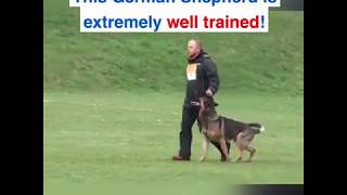 BEST TRAINED GERMAN SHEPHERDDOG [upl. by Neelrahs]