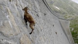 Climbing The Straight Mountain  Alpine Ibex Fact shorts [upl. by Llerad]