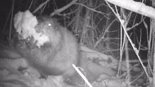 Biber schaufelt Schnee Austrian Beaver shovels snow [upl. by Annayak41]