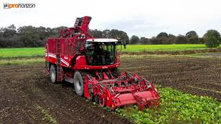 GRIMME Rexor Harvesting Sugar Beet  Harvest 2020 with Huddlesstone Farming [upl. by Golliner]