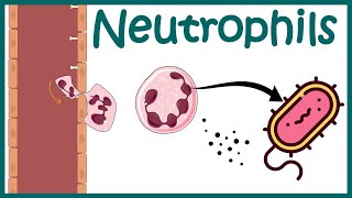 Neutrophil and its role in immunity Neutrophil in antibacterial immunity Functions of neutrophils [upl. by Aicertap]