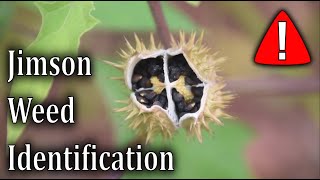 How To Identify Jimson Weed  Datura Stramonium [upl. by Muriel]