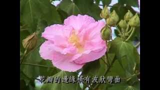 Hibiscus Mutabilis 木芙蓉 三 [upl. by Takashi]