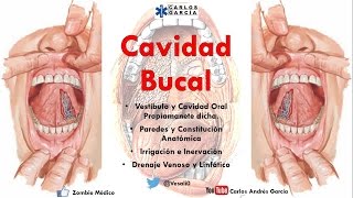 Anatomía  Cavidad Bucal Paredes Contenido Irrigación Inervación [upl. by Nujra]