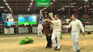 Belgian Draft Horsesnational championship 2014stallions [upl. by Ordway]