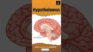 Hypothalamus  Anatomy  Structure  Function  preview hypothalamus anatomy testpaperlive [upl. by Hamford]