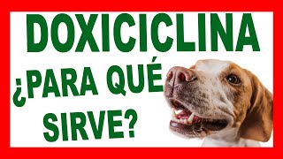 DOXICICLINA PARA PERROS El Antibiótico Que Tu Mascota Podría Necesitar [upl. by Virg412]