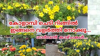 How to grow and care Allamanda plant in RingEasiest way to grow Allamandaകോളാമ്പി പൂവ്Salu koshy [upl. by Parnell]