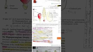 NCERT HIGHLIGHTSclass 12ch 1biologysexual reproduction in flowering plants foryou subscribe [upl. by Ebneter]