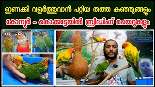 ഇണങ്ങിയ തത്ത കുഞ്ഞുങ്ങളും കോന്യൂർ ബ്രീഡിംഗ് പെയറുകളും  Lorikeets  Cockatiel  Sun Conures  Aviary [upl. by Eneirda57]