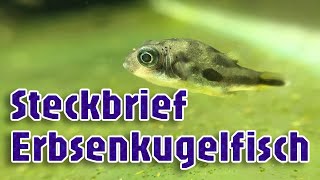 Erbsenkugelfisch [upl. by Nrublim]