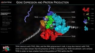 Transcription in Eukaryotes  Initiation [upl. by Aborn]