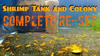 Shrimp Tank and Shrimp Colony Complete Reset [upl. by Aizat]