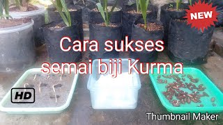 Tiga cara semai biji Kurma [upl. by Katherin]