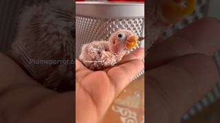 Lovebirds hand feeding Bebe [upl. by Nelrsa]