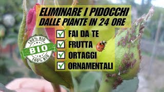 ELIMINARE GLI AFIDI DALLE PIANTE IN 24 ORE CON UN PRODOTTO BIOLOGICO [upl. by Itsyrc]