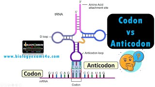 Difference between Codon and Anticodon with examples [upl. by Callida]