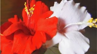 How to make paper flowers Hibiscus \ Hibiscus rosasinensis Flower  3 [upl. by Malas905]