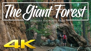 The Giant Forest 4K  Sequoia National Park [upl. by Llij]