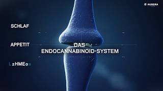 DE Das Endocannabinoid System deutsch [upl. by Etnovert619]