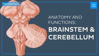 Brainstem and Cerebellum Structure and functions easily explained  Quick Anatomy  Kenhub [upl. by Danielson]