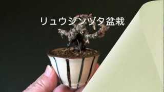 リュウジンヅタN（竜神蔦 豆盆栽）Parthenocissus tricuspidata bonsai [upl. by Odericus]