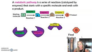 AP Bio Topic 34 Metabolic Pathways amp Energy Updated [upl. by Elnar967]