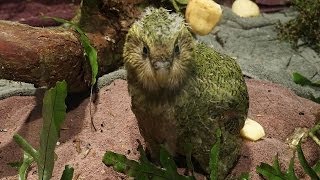 Kakapo Chicks Day Out  Arrowtown New Zealand [upl. by Proulx993]