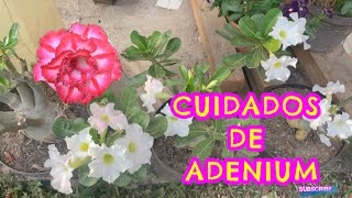 TOUR por mi colección de ROSAS DEL DESIERTO variedades cuidados y consejos de cultivo adenium [upl. by Thomson671]