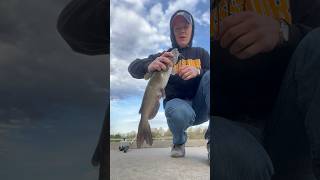 Catfish Hernia and Wild Goose Chase channelcatfish catfish swan goosechase [upl. by Lati]