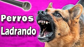 ❤️ ¡PERROS LADRANDO FUERTE para tu Perro o Gato  ¡Garantizado ❤️ [upl. by Criswell]