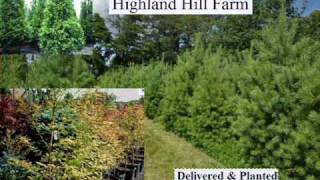 We sell A Large fast Growing Tree Cryptomeria Yoshino Bucks County Pa [upl. by Neira698]