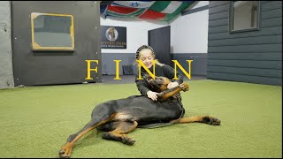 Finn the Doberman  Family protection Dog [upl. by Delogu]