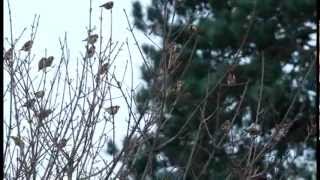 CHARMING GOLDFINCHES  flocking prior to roosting [upl. by Reinwald]