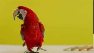 Jarritos Super Good Parrot ad for 5 minutes [upl. by Aleicarg]