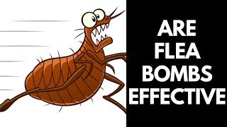 Are flea bombs effective 【2020】Do Flea Bombs Really Work [upl. by Auhsuoj]