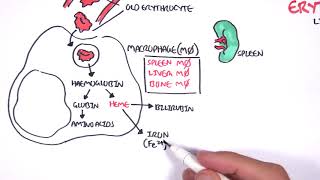 ERYTHROPOIESIS – FORMATION OF RED BLOOD CELLS [upl. by Mak821]