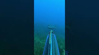 Dentex pescasub spearfishing pescasubmarina fishing [upl. by Simmie283]