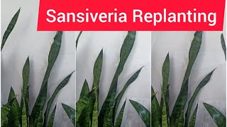 Sansevieria replanting techniques [upl. by Enomor]