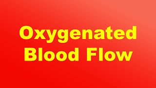 Flow of Oxygenated Blood through the Heart [upl. by Leihcey]