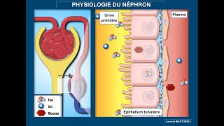 Physiologie du néphron  filtration glomérulaire réabsorption et sécrétion tubulaires [upl. by Anora]